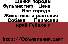 Щенки породы бульмастиф › Цена ­ 25 000 - Все города Животные и растения » Собаки   . Пермский край,Губаха г.